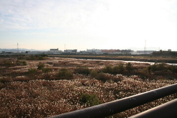 Fototapeta premium 川辺