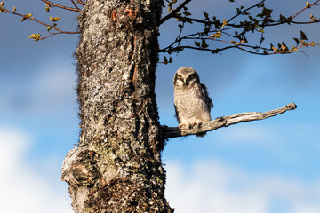 Hawk owl chick looking on a branch in a Finnish taiga forest
