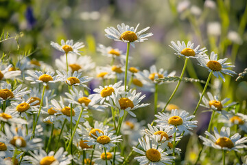 Fototapeta premium White chamomiles in the meadow, summertime outdoor background