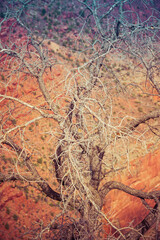 Detail of bare tree branches