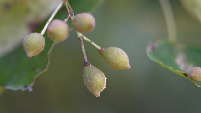 Small-Leaved Lime fruits with seeds (Tilia cordata) - (4K)