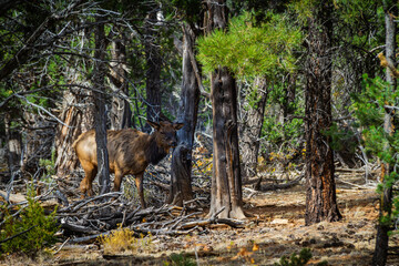 An elk in the woods with dry fall vegetation at Grand Canyon National Park.