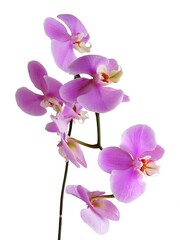 Naklejka na ściany i meble purple flowers of orchid Phalaenopsis close up