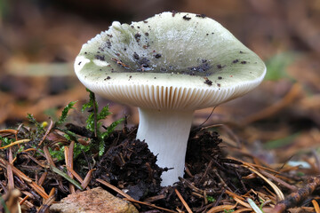 The Russula nauseosa is an edible mushroom