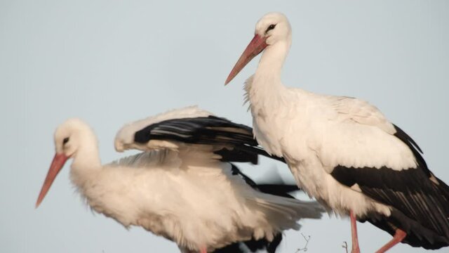 white stork nest -germany