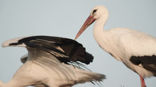 white stork nest -germany