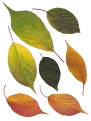 multicolor various leaves at autumn as arrangement