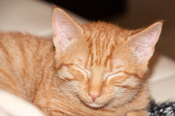 Red kitten sleeping on a couch in a living room