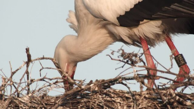 white stork nest -germany