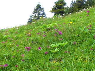 whorled lousewort (Pedicularis verticillata) flowers