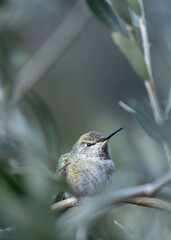 Broad-tailed hummingbird