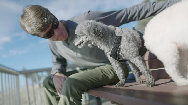 3-legged gray toy poodle bonds with his owner