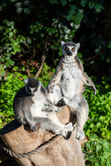 lemur on tree