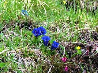 Clusius' gentian (Gentiana clusii)