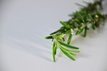 Fresh Rosemary Herb Set for cooking and medicine isolated over a white background