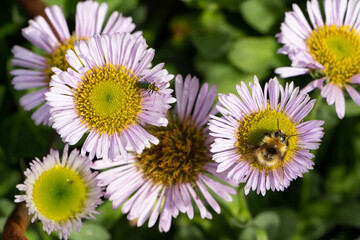 Purple seaside fleabane flowers and bee in a garden during summer