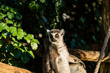 ring lemur