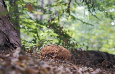 The Wood Cauliflower (Sparissis crispa) is an edible mushroom