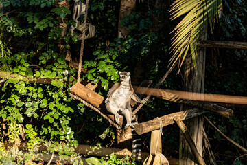 lemur on tree