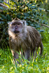 close up of a monkey