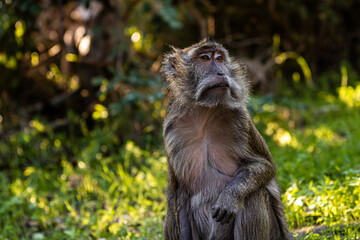 baboon sitting