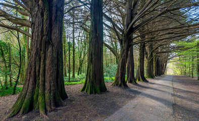 Majestic Line of Trees in Coole Park Ireland