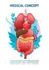 internal organs gastrointestinal tract poster