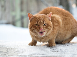 Street cat angry hisses. Winter, snow