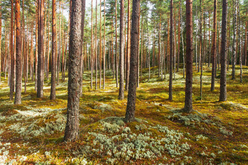 Obraz premium Beautiful and dry summery coniferous Pine grove in Soomaa National Park, Estonian boreal forest. 