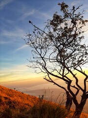 Tree on the Mount Sumbing