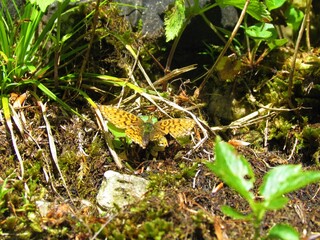 Marbled fritillary (Brenthis daphne) butterfly