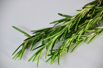 Fresh Rosemary Herb Set for cooking and medicine isolated over a white background