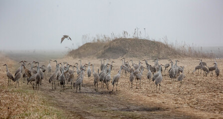 Fototapeta na wymiar sandhill cranes in the fog