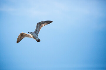 Fliegende Möwe vor blauem Himmel.