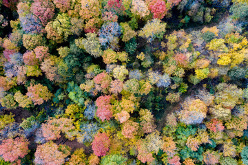 autumn leaves from above