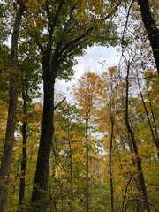 autumn forest in the morning