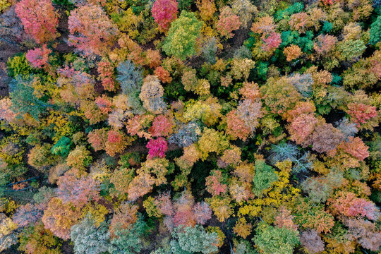 autumn leaves from above