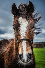 funny horse, close-up, poney in a meadow