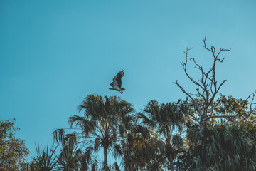 a bird flying in the sky