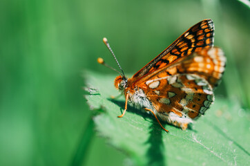 Vanessa cardui. Colored butterfly perched on a leaf. Selective focus on macro photography.