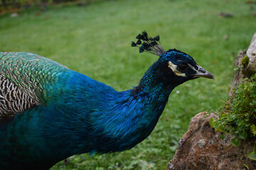 Male peacock eats grass in the garden.