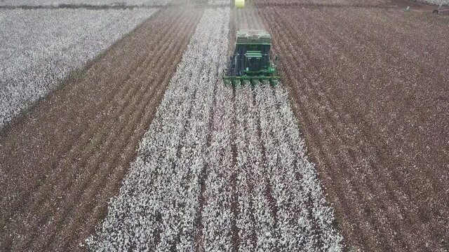 Cotton Field. Cotton harvest by agriculture combine. Cotton Plant. Cotton picker working in a large cotton field.