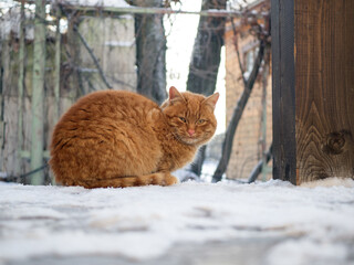 Red cat in the snow in the village