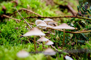 utrechtse heuvelrug. Some beautiful mushrooms on some moss in the fall forest, the do not eat GALERINA MARGINATA