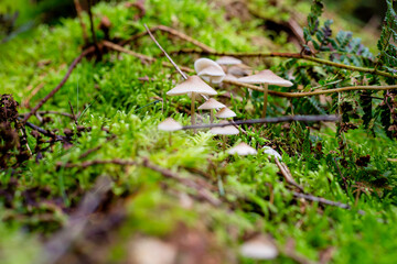 Naklejka na ściany i meble utrechtse heuvelrug. Some beautiful mushrooms on some moss in the fall forest, the do not eat GALERINA MARGINATA