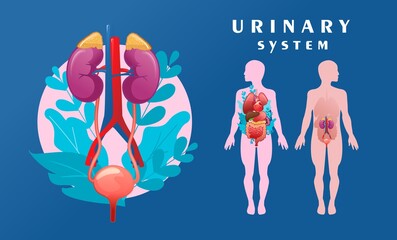 human urinary system schematic illustration