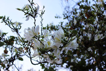 Blooming white flowers on branches in spring. Spring flowering of trees in the forest.