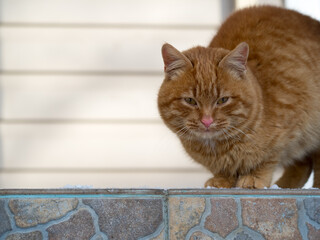 Red cat on the porch of the house waiting for the owner