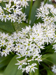 White fragrant  small flowers of wild garlic (Allium ursinum) or ramsons or bear's garlic. Healthy, vitamin-rich food. Entered in the red book of the Baltic region - protected plant. Selective focus