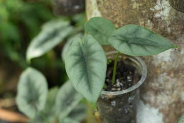 Alocasia reversa plant in pot